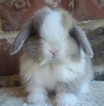 Minilop,zakrsly zajacik