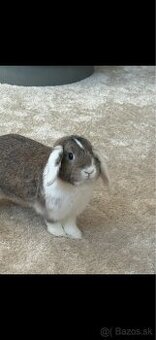 Darujem králička - 1