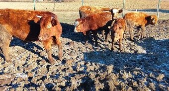 Predám krava, býk, jalovoca