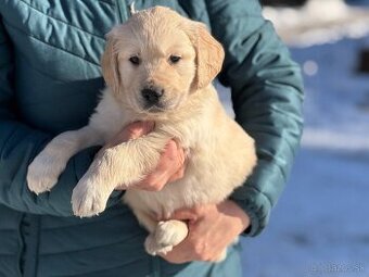Šteniatka zlatý retríver (golden retriever)