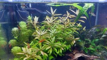 mečúň mexický mladé mečúne