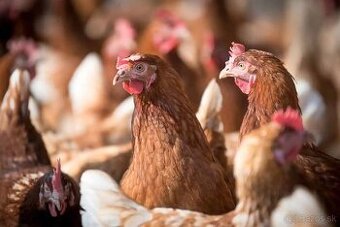 Predám Sliepky. Nosnice. Hydinu