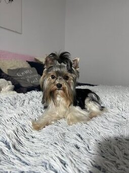 Yorkshirsky York biewer mini