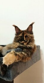 Maine Coon s PP