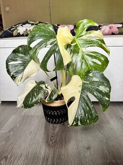 monstera thai halfmoon/ odrezok - 1