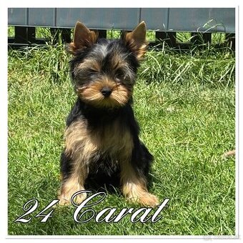 Yorkshire terrier s PP