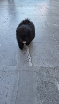Pomeranian