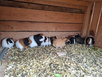 Morča , morské prasiatko, prasiatka