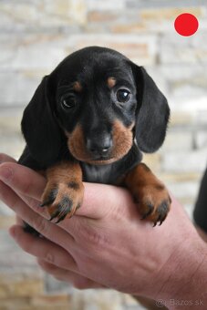 Jazvečík krátkosrsty trpaslíčí