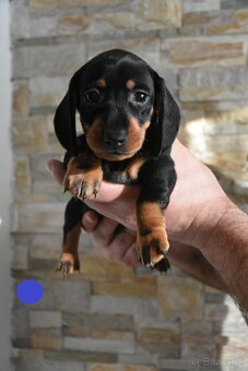 Jazvečík krátkosrsty trpaslíčí