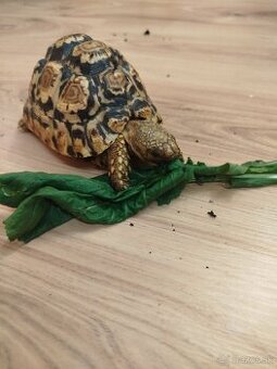 (Rezervovaná)Korytnačka Leopardia - 1