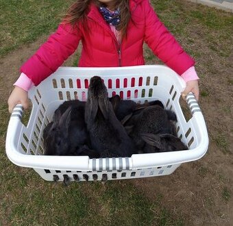 Na predaj 4 mesačne zajace, králiky