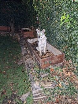 Československý vlčiak