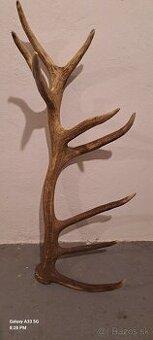 Zhody,trofeje parohy