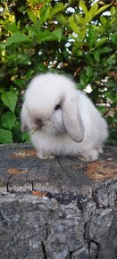 MiniLop zakrslé barančeky / králičky - 1