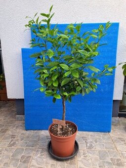 Calamondin Mitis