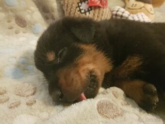 Šteniatka plemena Beauceron (Berger de Beauce)