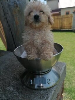 Predám šteniatka maltipoo.