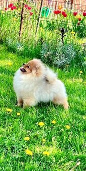 Šteniatko Pomeranian