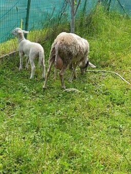 Predám mladú ovcu Lacaune s jahňatom