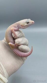Gekoncik nočný / eublepharis macularius