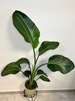 Strelitzia Nicolai - 1