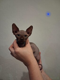 kanadsky sphynx bez PP