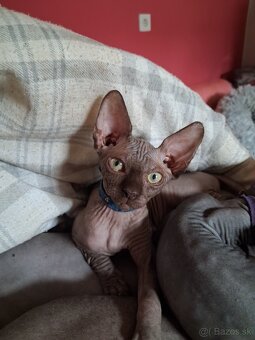 kanadsky sphynx bez PP