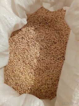 Predam psenicu a jacmen