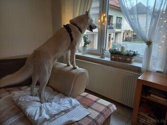 Sibírsky Husky na krytie