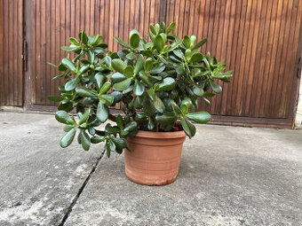 Tučnolist (Kvet hojnosti) - 30cm