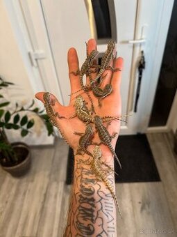 Agama bradatá (Pogona vitticeps) - 1