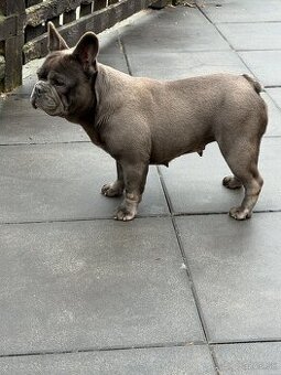 Francúzsky buldocek