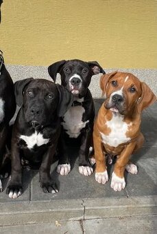 Americký Stafordšírsky teriér - 1