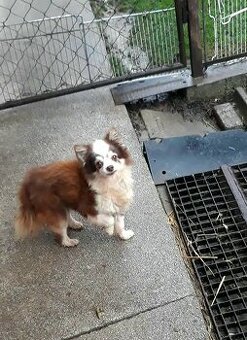 Čivava  ‐  dospelý  psík