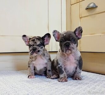 Francúzsky buldoček