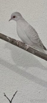 Diamantové holubky a zebricky