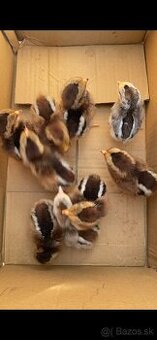 Predam kuriatka Vlaška