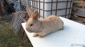 Predám králiky samce