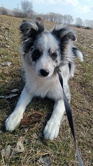 5-mesačné šteniatko Border kolie - merle