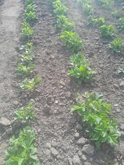 Predám sadenice jahôd