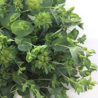 Buplerum rotundifolium