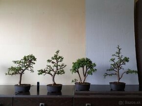 Sukulentné bonsai