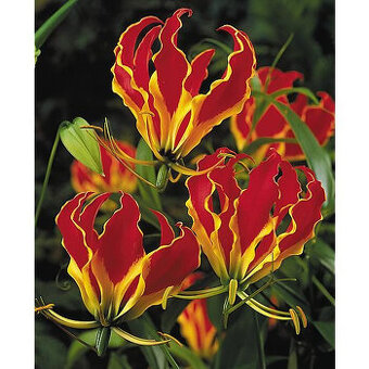 Gloriosa rothschildiana