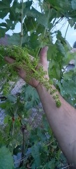 Vinič