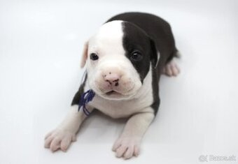 Amstaff