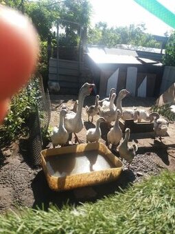 Mladé husky