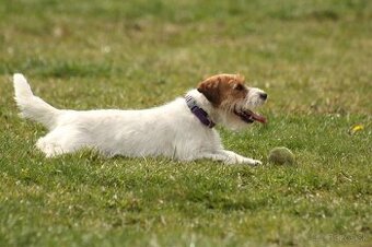 Jack Russell teriér s PP