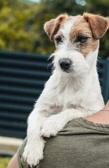 Jack Russell teriér