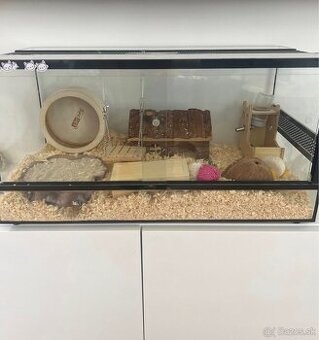 Terarko terarium so škrečkom skrecok agama gekon